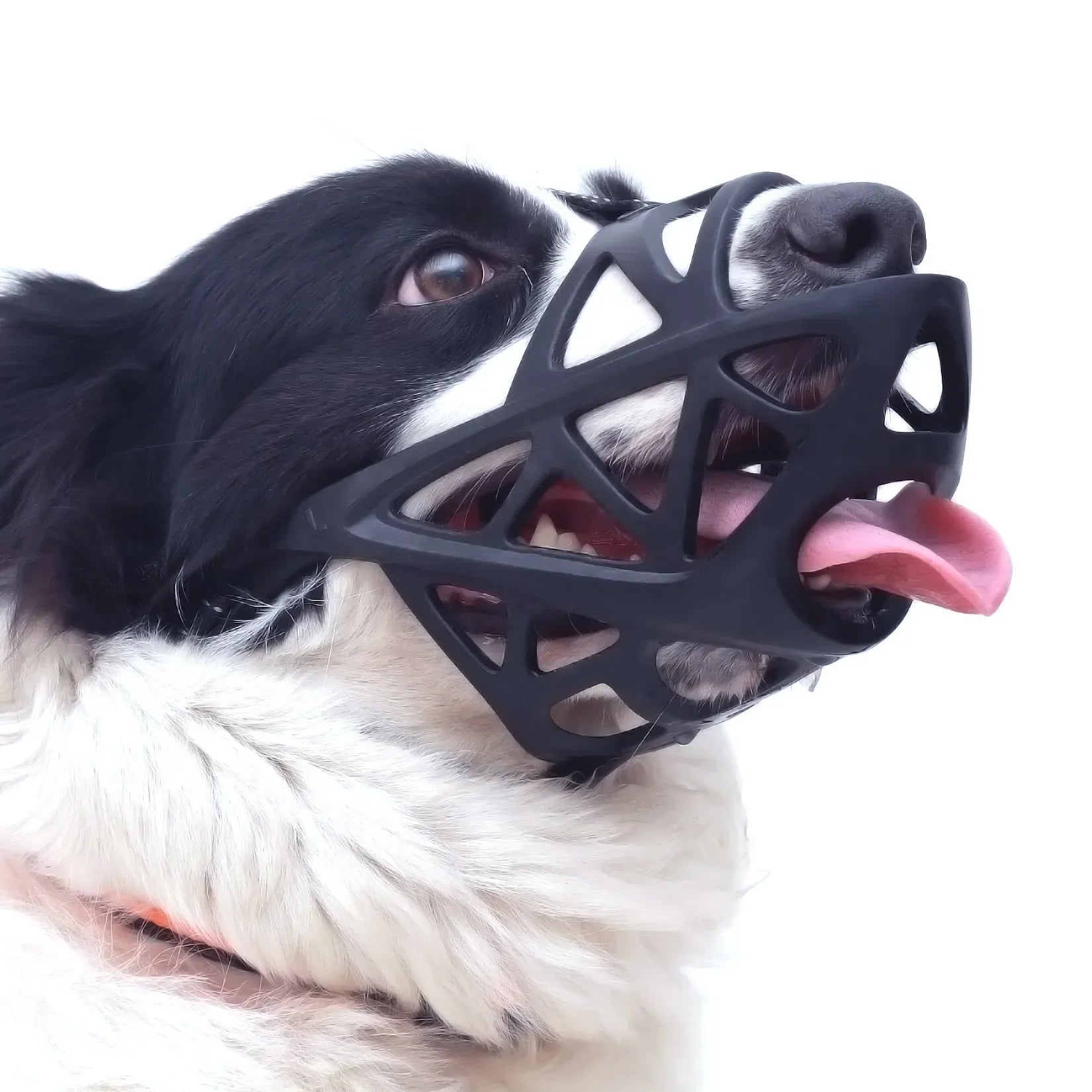 canine muzzles